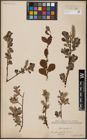 Foto von Salix aurita L.